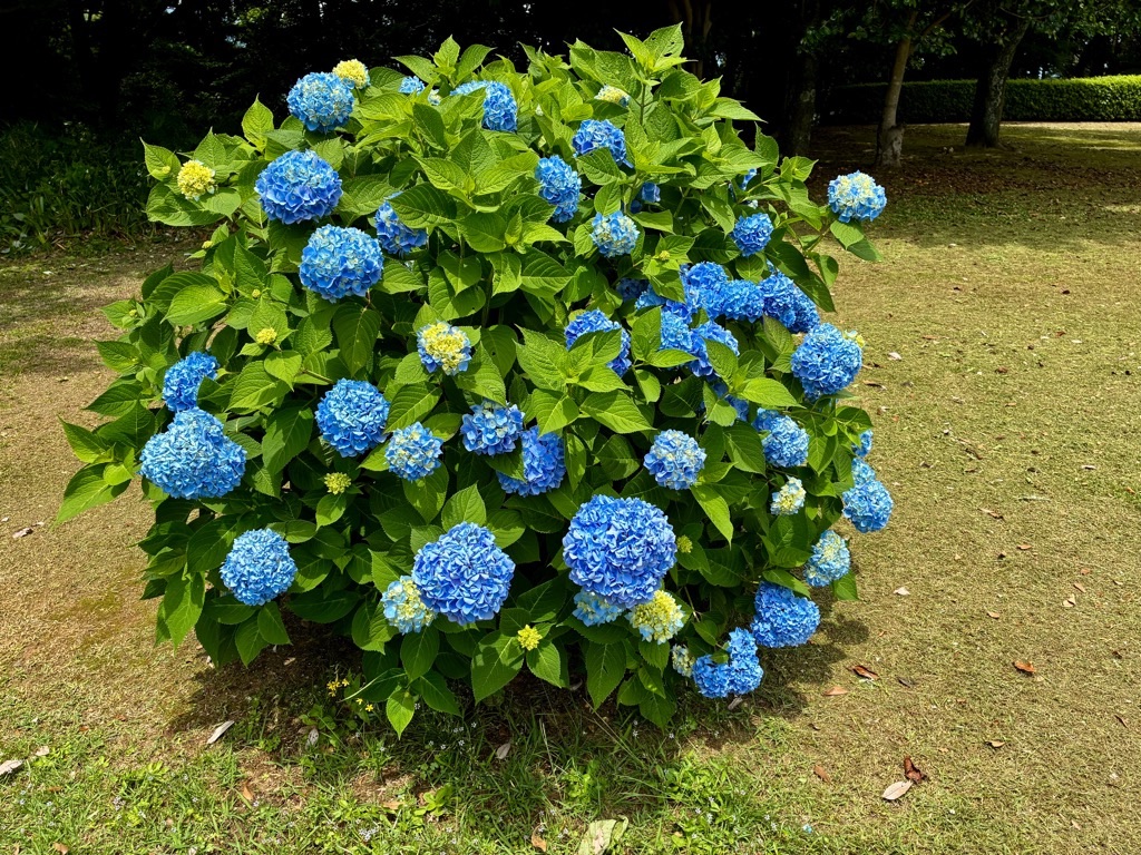 石垣山城 二の丸のアジサイ