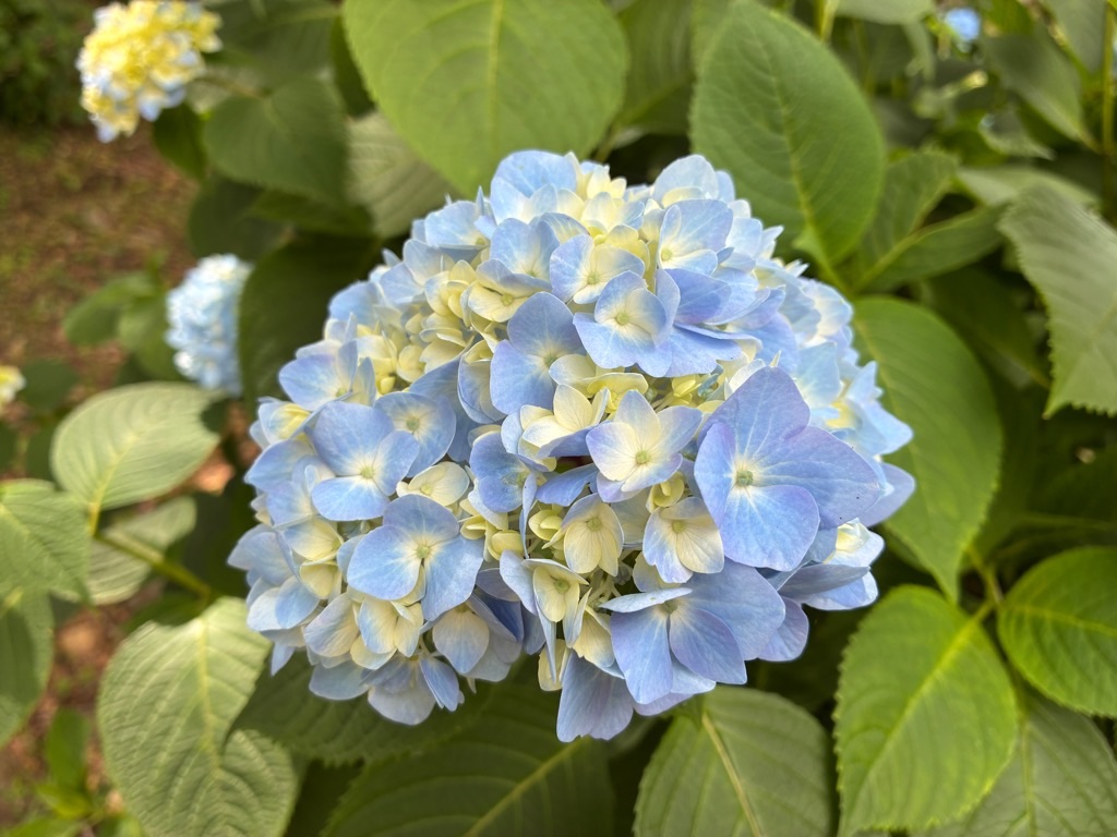 石垣山城のアジサイ