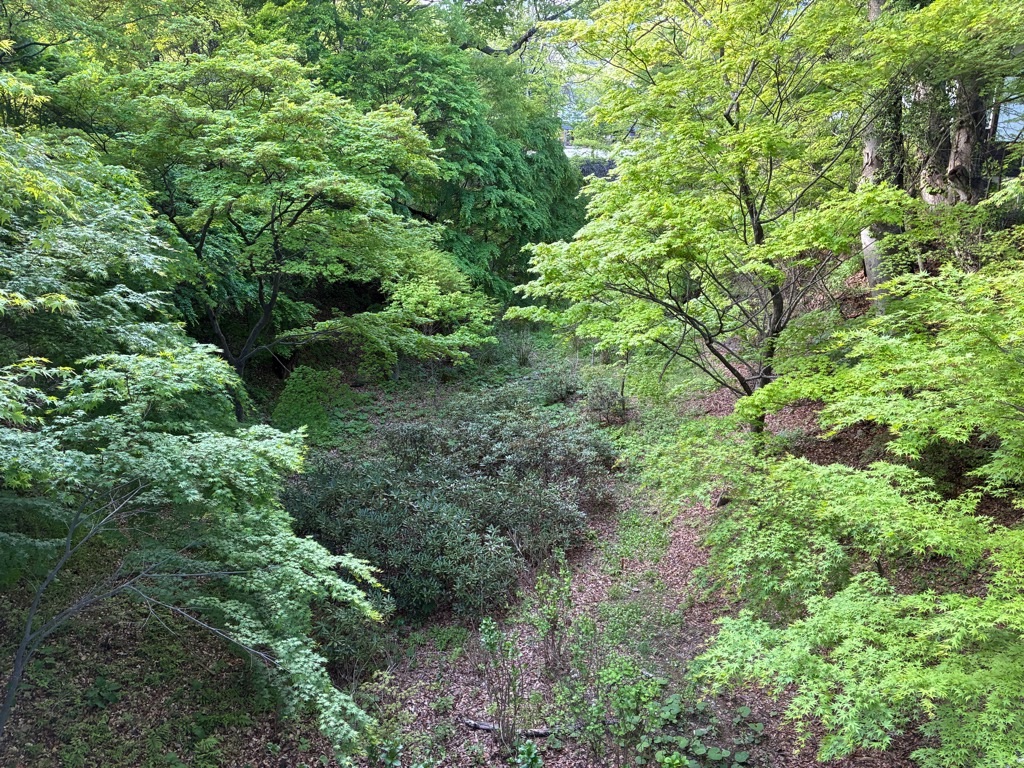 小諸城址 懐古園 黒門橋から紅葉谷を見下ろす