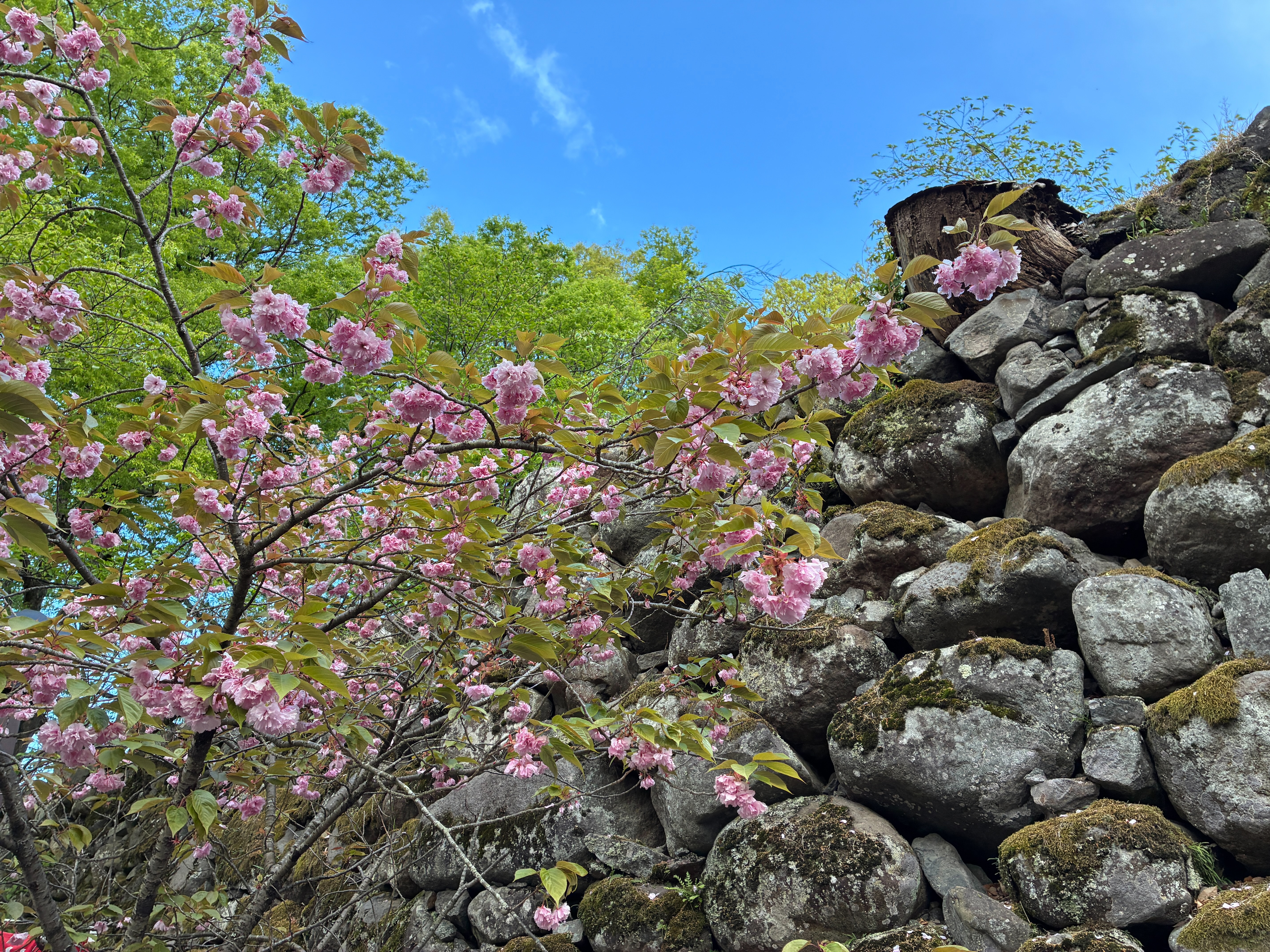 小諸城址 懐古園 本丸石垣の一葉桜