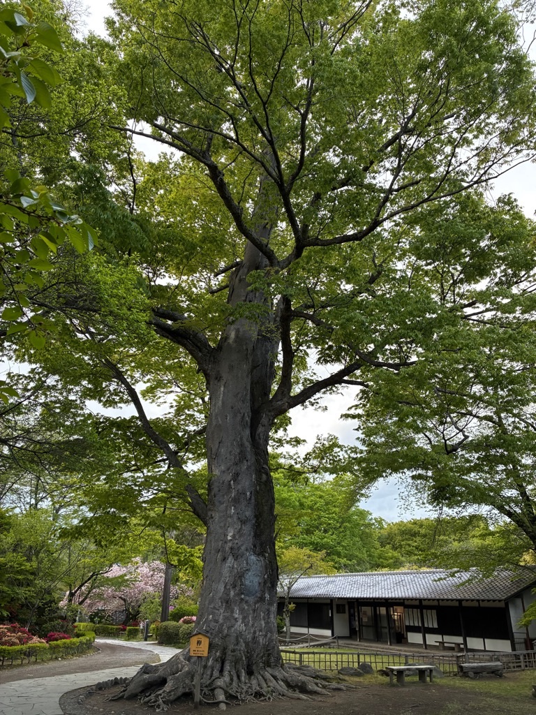 小諸城址 懐古園のケヤキ