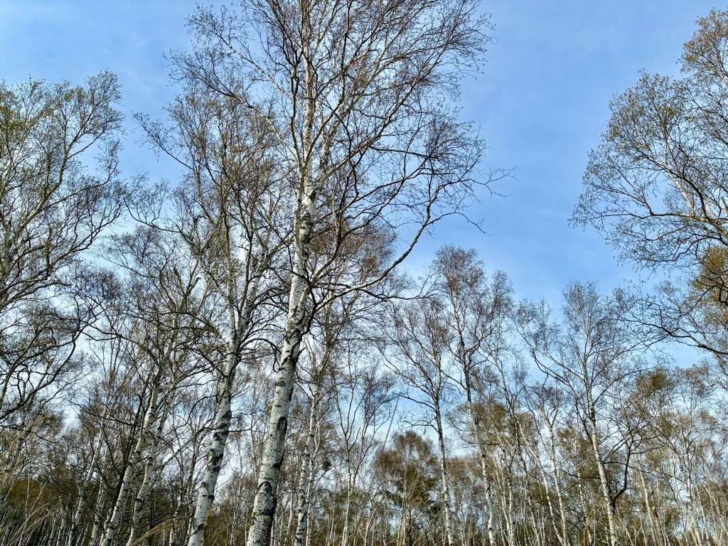 八千穂高原 日本一の白樺群生地
