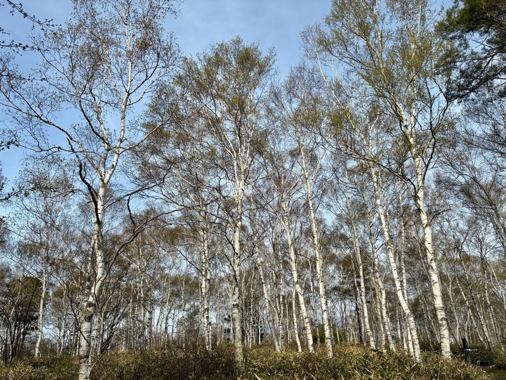 八千穂高原 日本一の白樺群生地