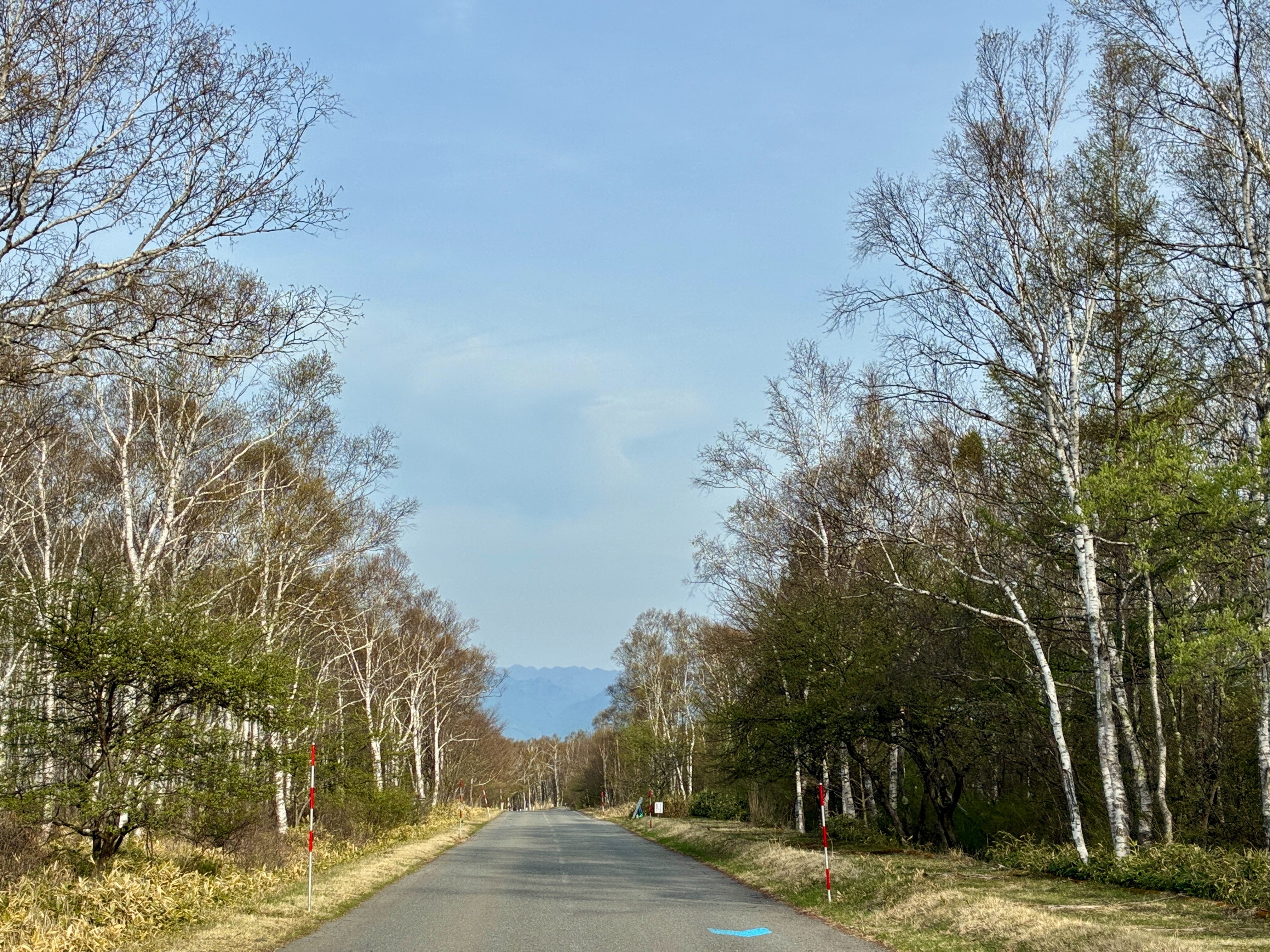 八千穂レイク 白樺群生地
