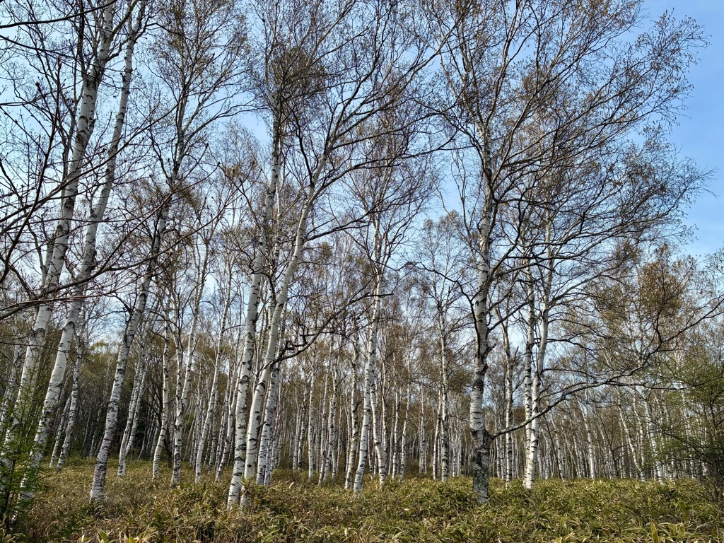 八千穂レイク 日本一の白樺群生地