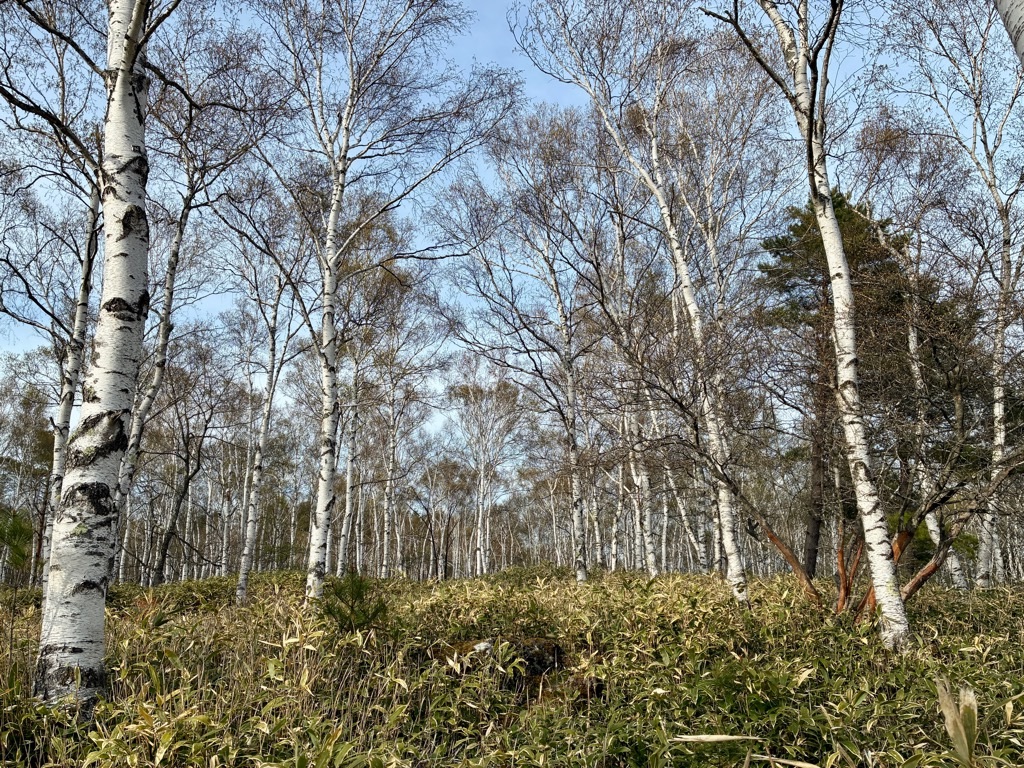 八千穂高原 日本一の白樺群生地 熊に注意
