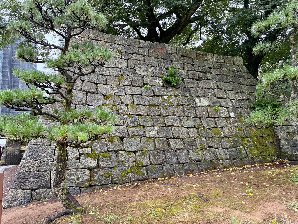 福井城本丸跡 瓦御門跡西側の石垣