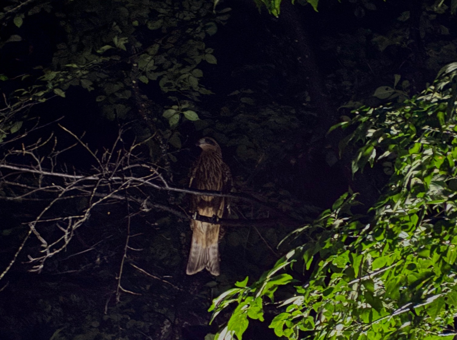 越前大野城 猛禽類 夜