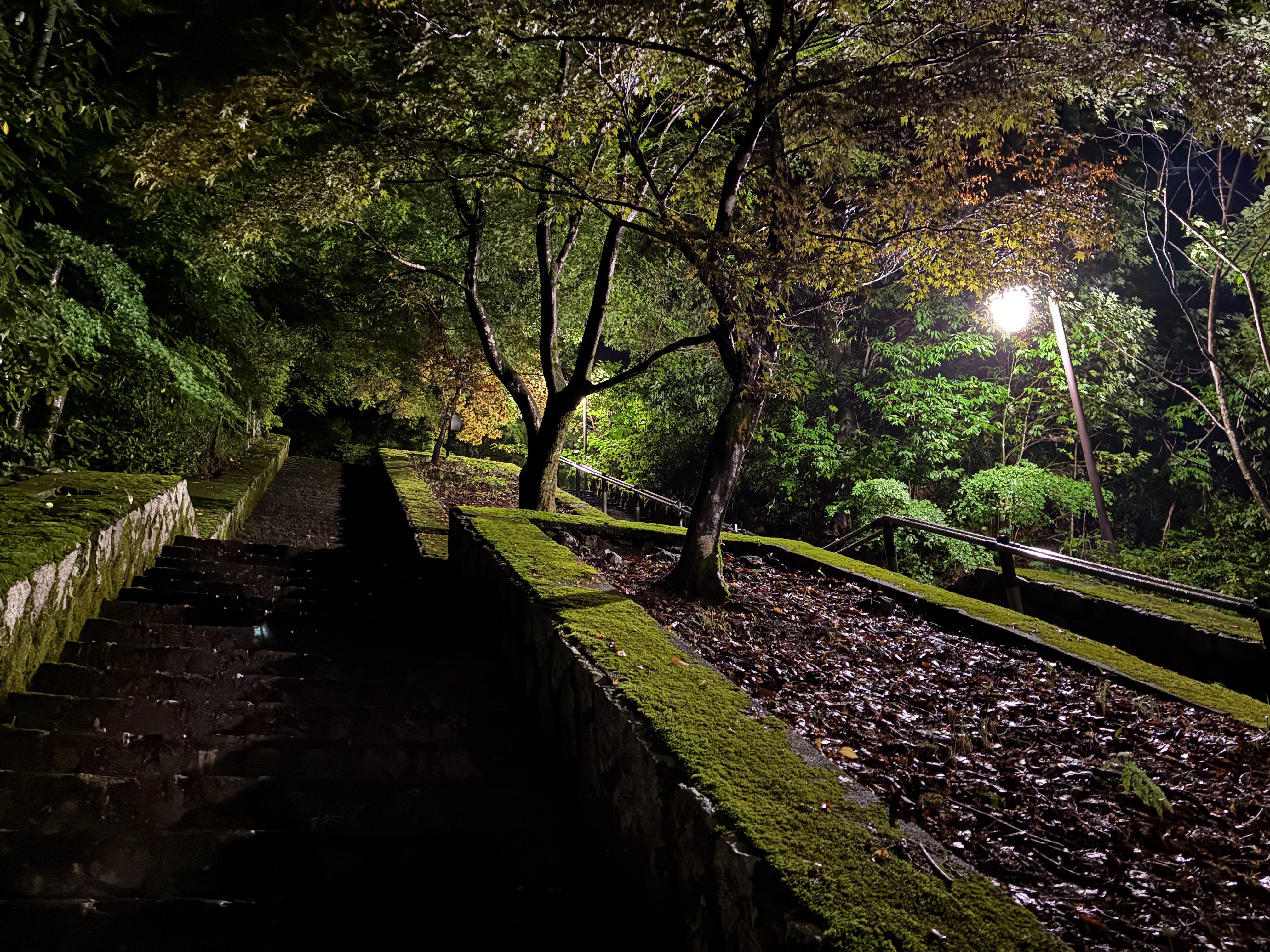越前大野城 亀山公園 夜