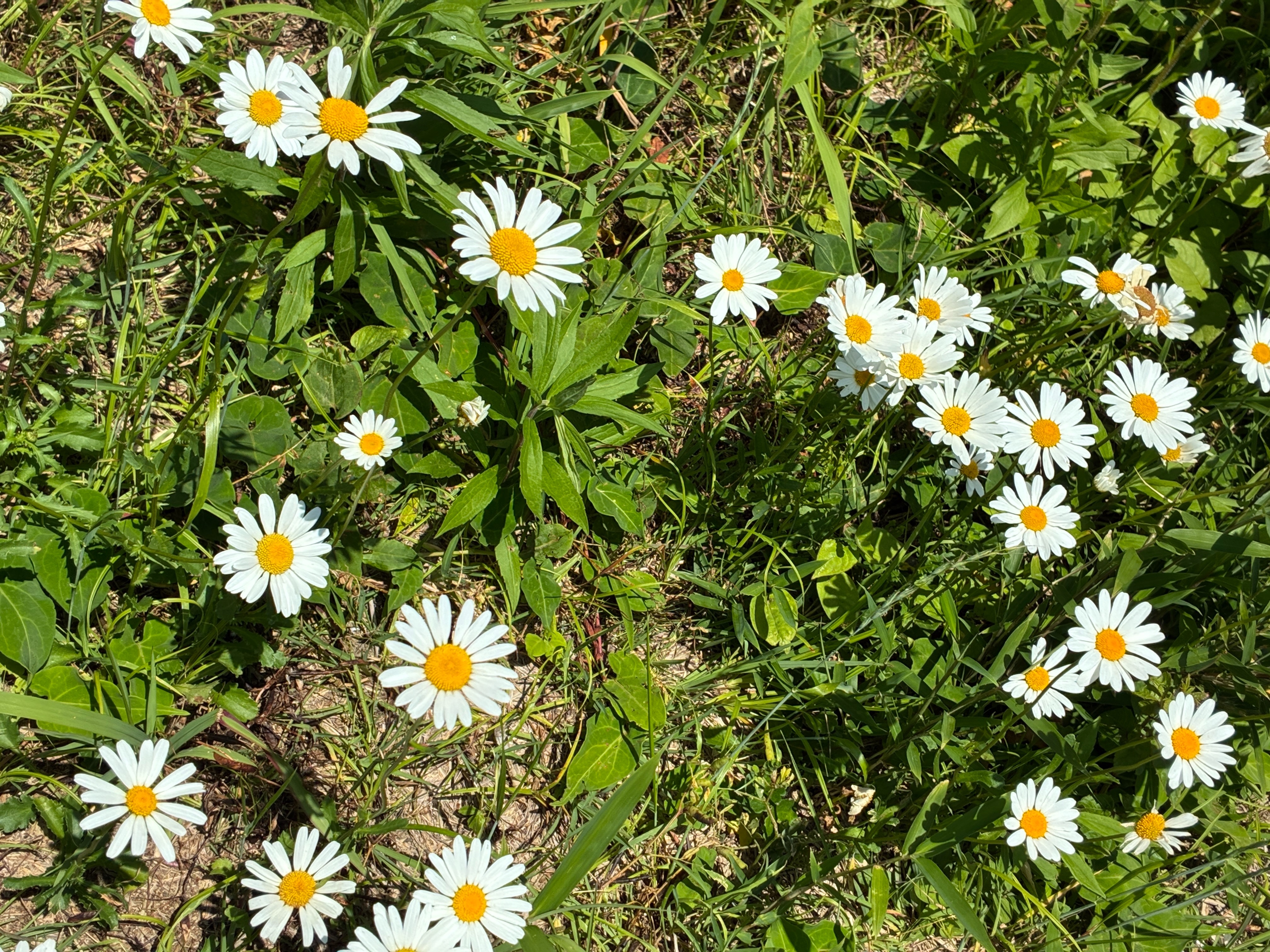 横須賀市 月見台住宅 季節の花が咲く