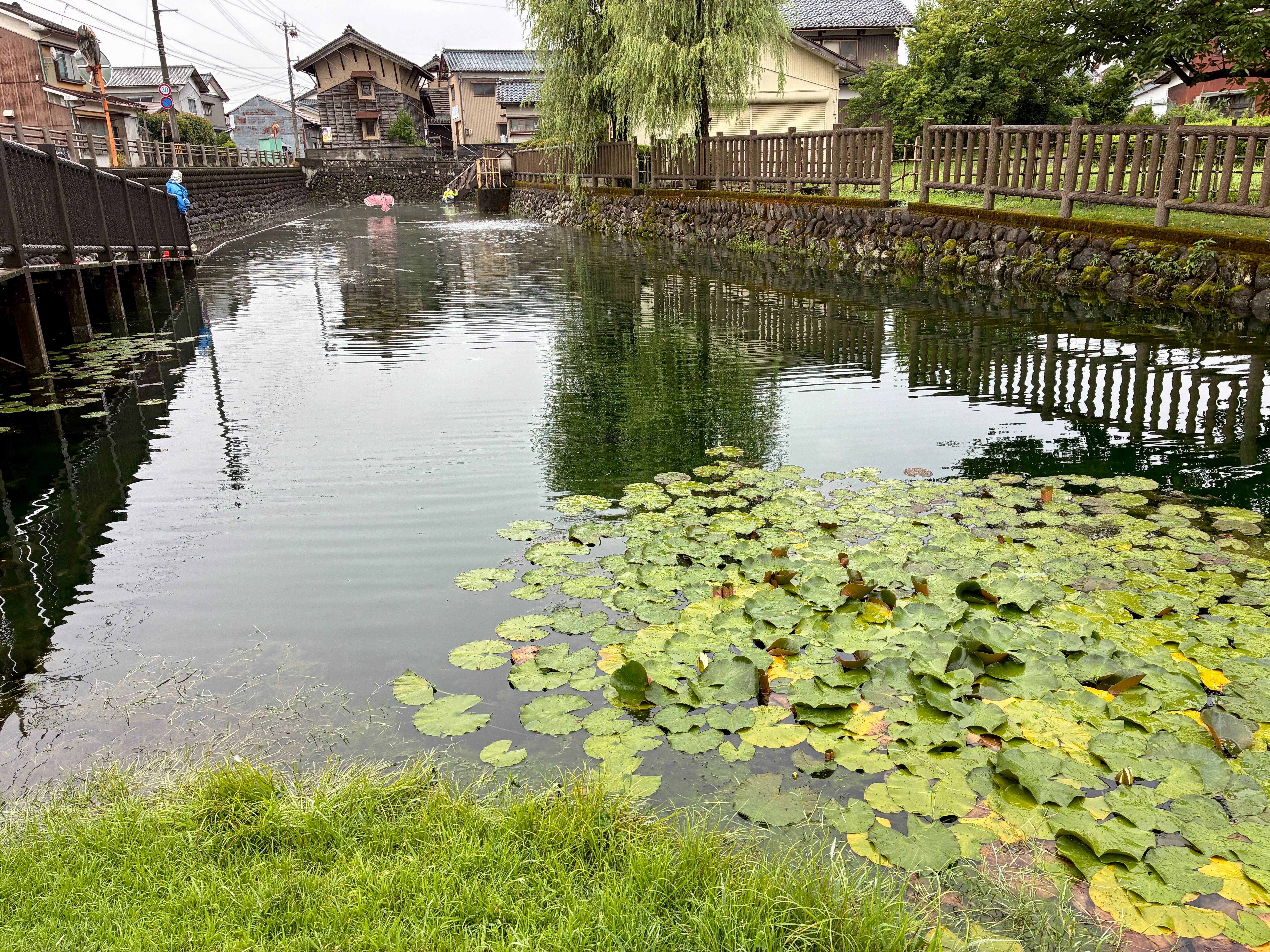 本願清水イトヨの里 いとよ生息地