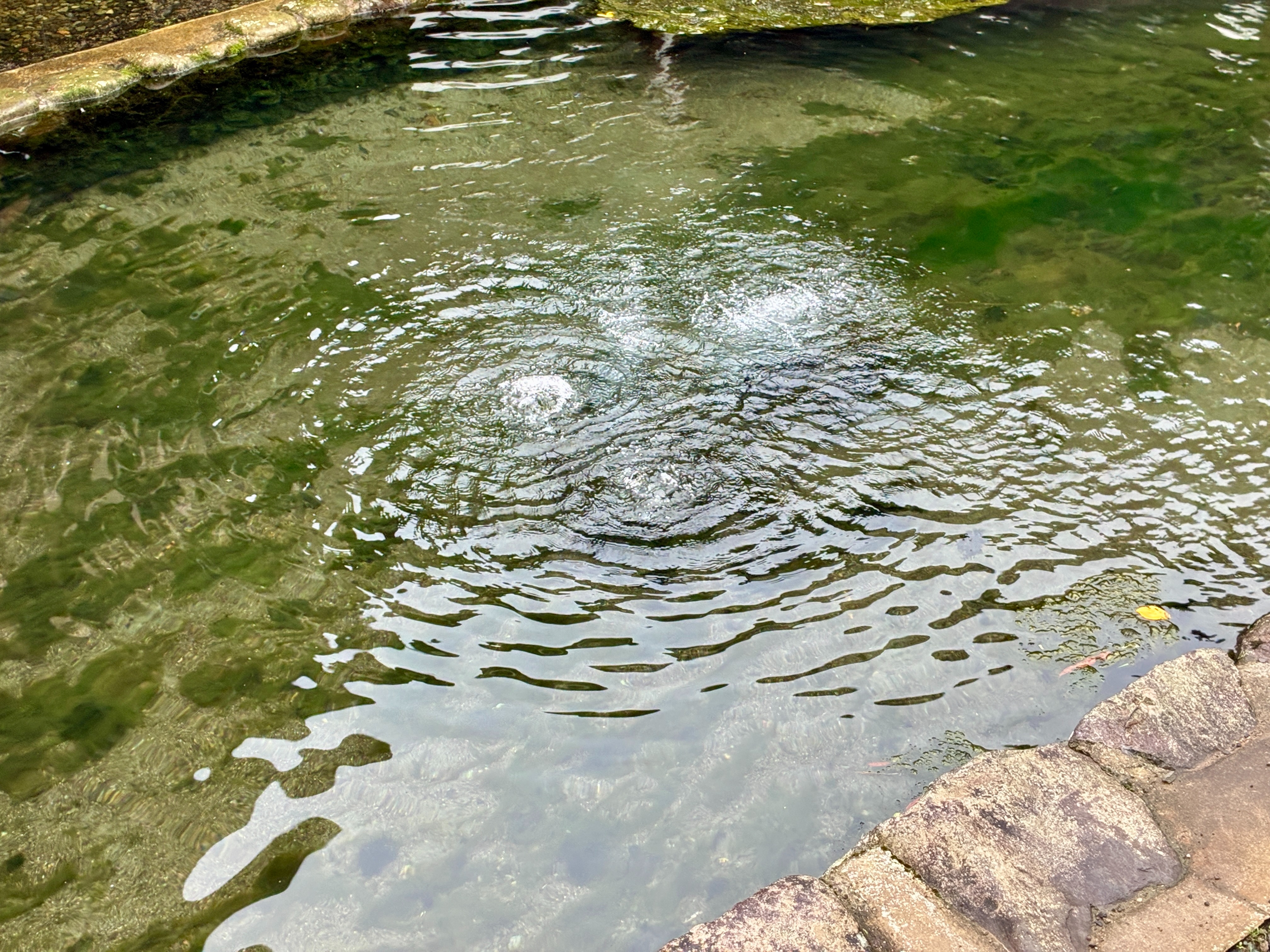 本願清水イトヨの里