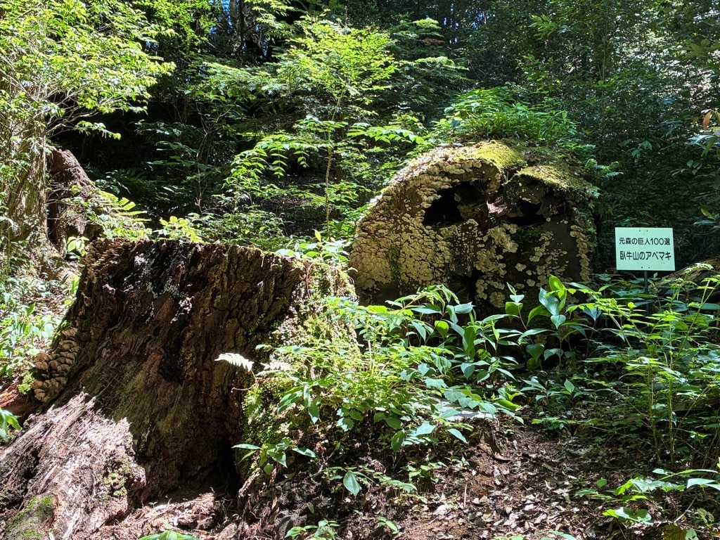 備中松山城 臥牛山のアベマキ