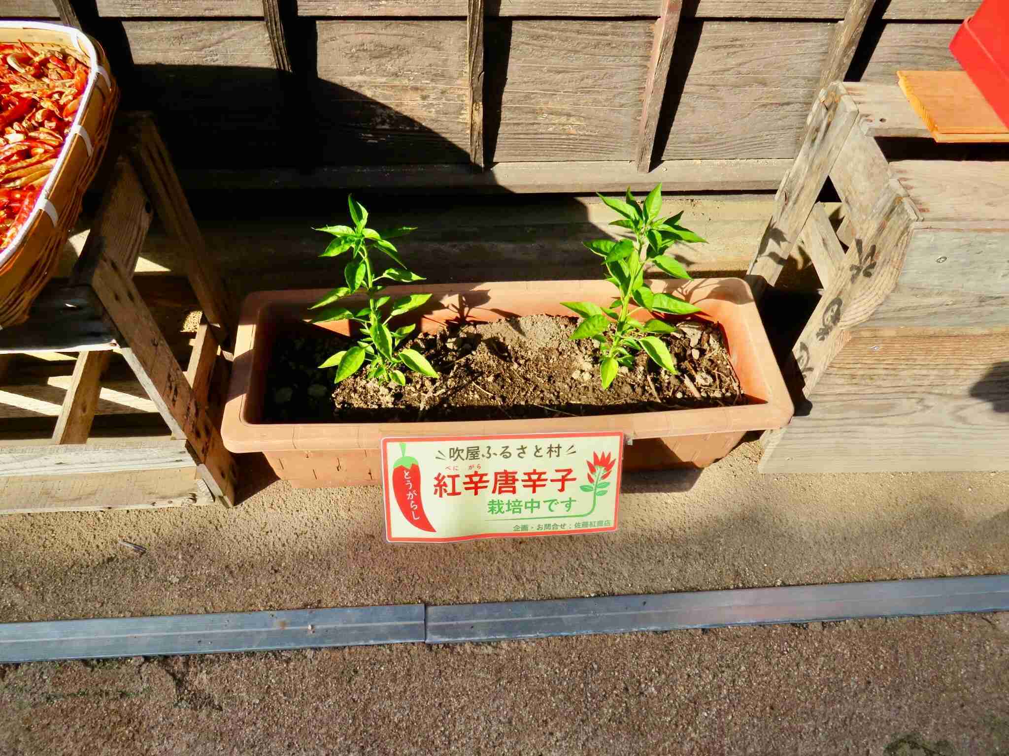 吹屋ふるさと村 佐藤紅商店 紅辛唐辛子 栽培中
