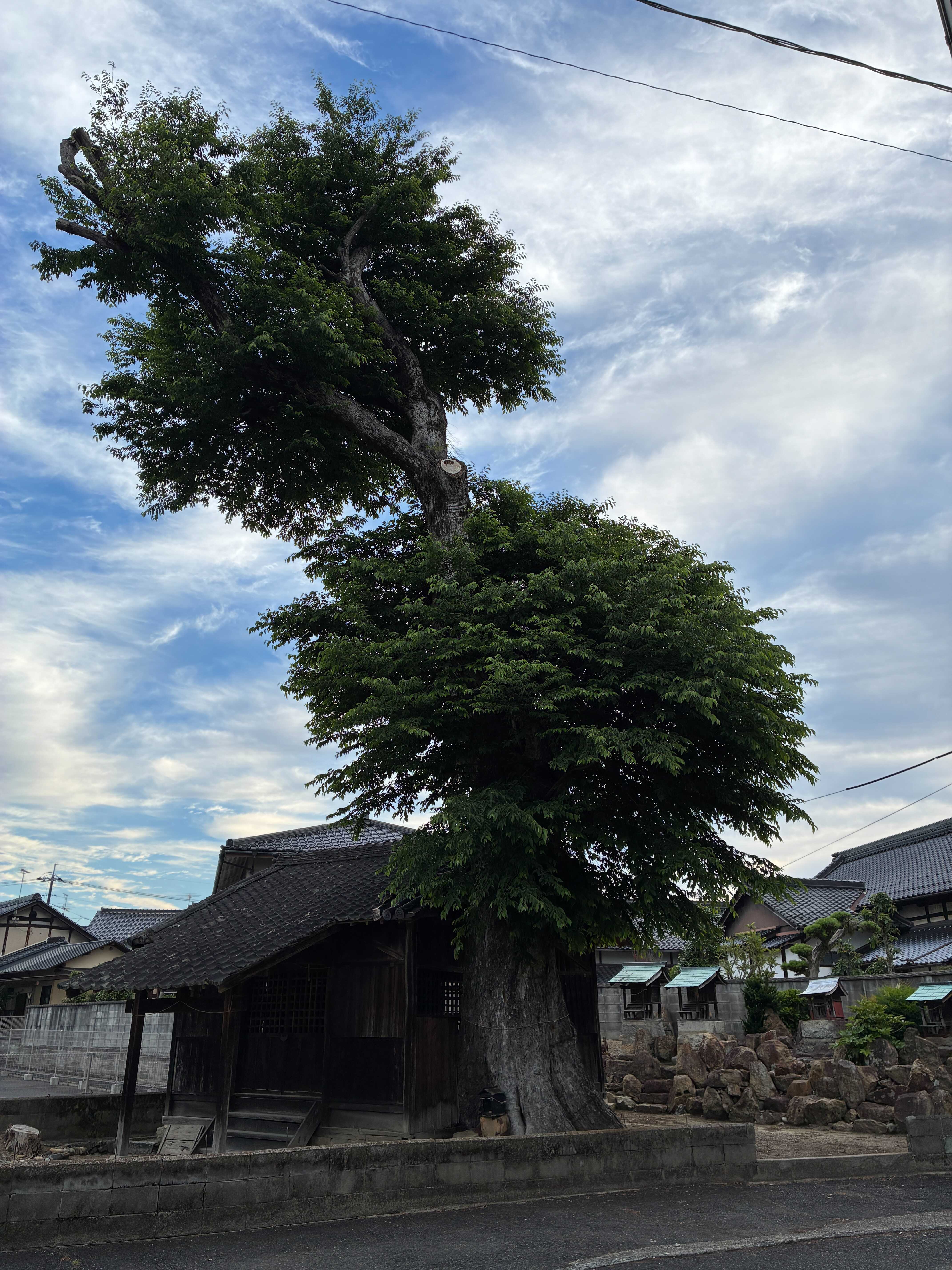 津山城西 若宮神社の椋の木