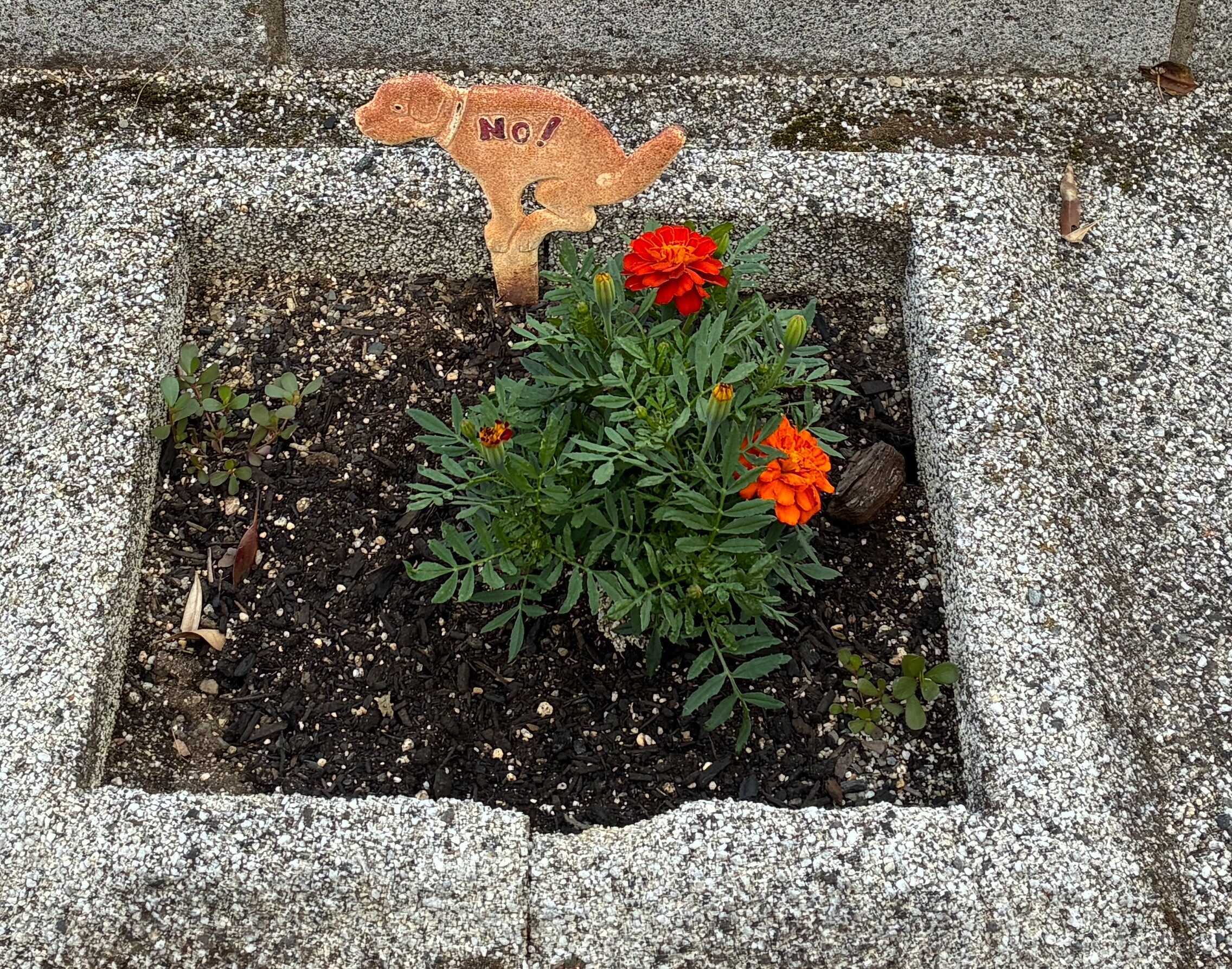 津山市街 県道68号の花壇