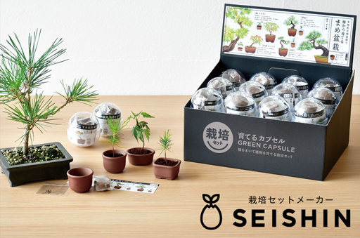 まめ ミニ 盆栽黒松-4 まめ ミニ 盆栽黒松-4 黒松（クロマツ）の軸切り挿し芽を鉢上げ – その