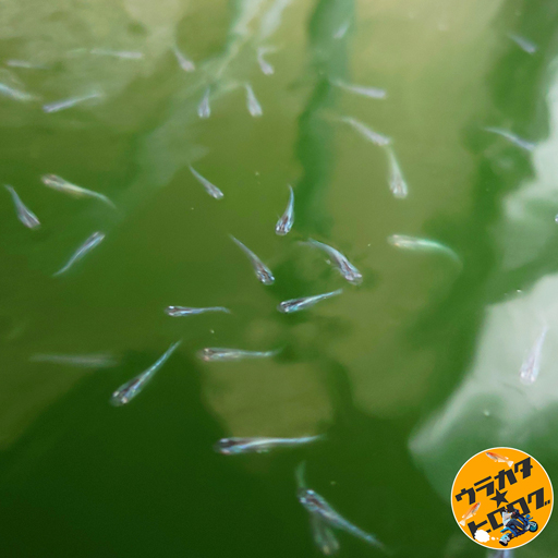 累代飼育の幹之メダカの幼魚