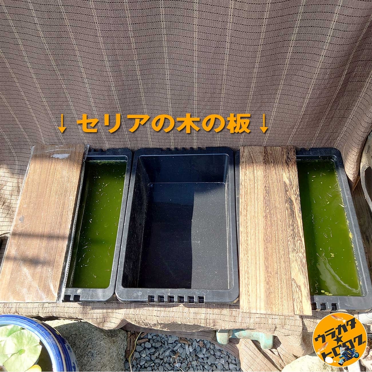 セリアで販売されている木の板はなにかと重宝します！この写真はセリアの木の板でメダカを直射から守っている様子の写真です
