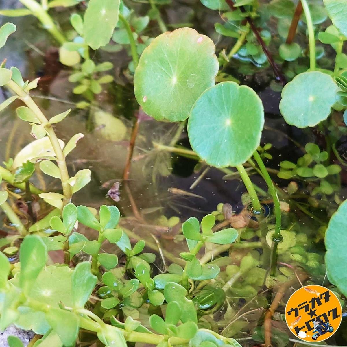 ビオトープに群生する水草の中にメダカが数匹見えます。