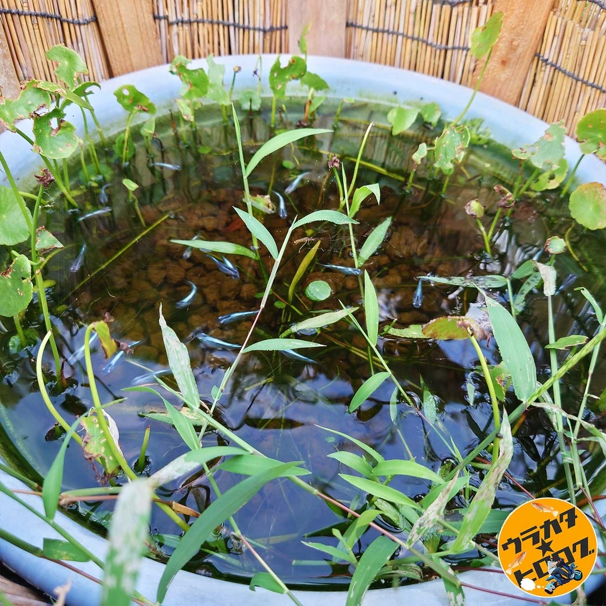 筆者(urakatahero)所有の水色の大型洗面器をビオトープとして使用しており、みゆきメダカの群れが泳いでいる写真