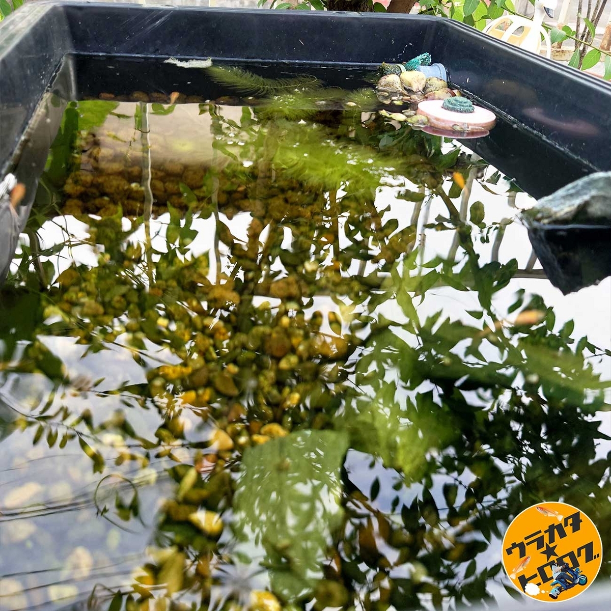 筆者(urakatahero)所有のプラ池ビオトープのサブタンクではマツモとアナカリスと楊貴妃メダカと大量のミナミヌマエビがいます