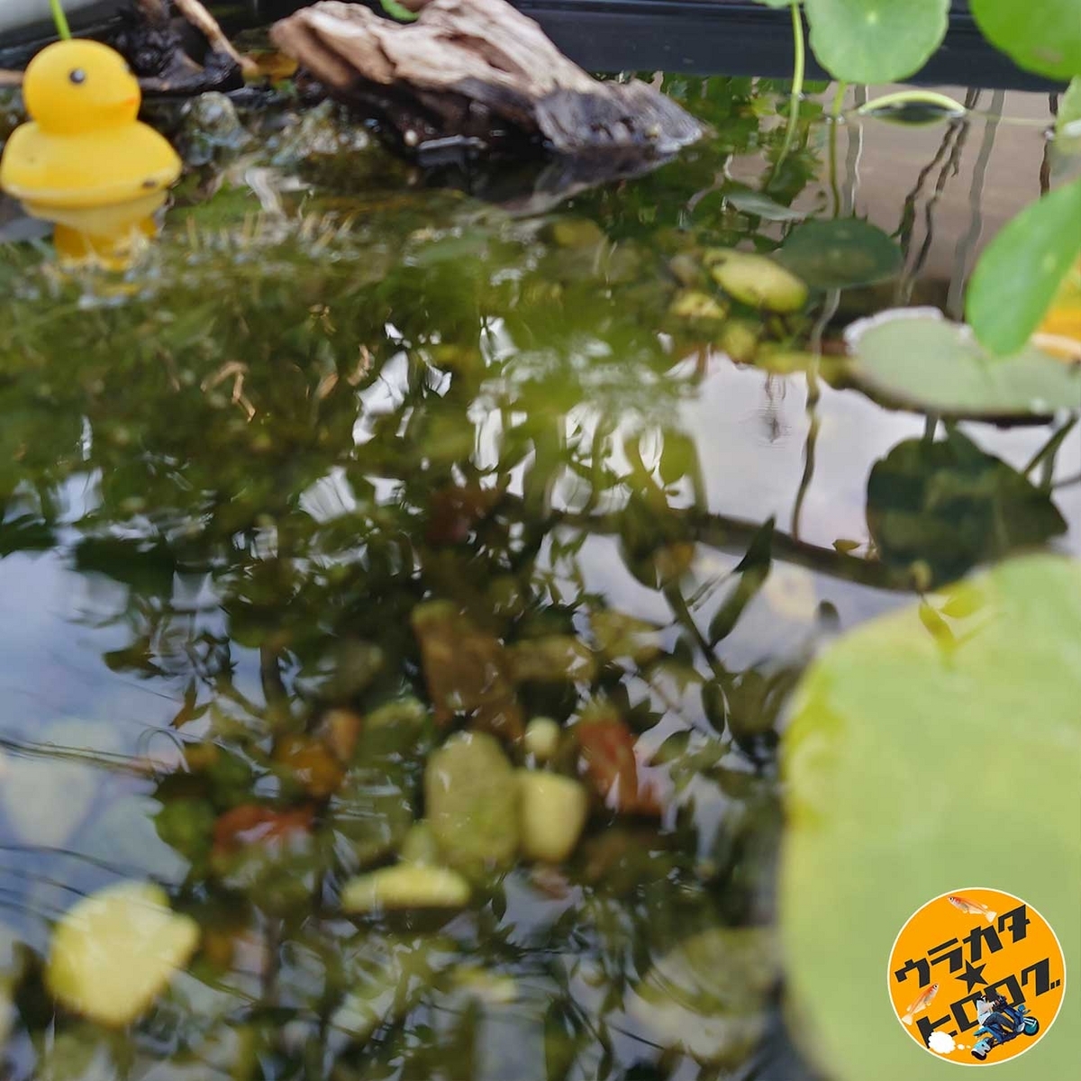 筆者(urakatahero)が所有する大きいプラ池ビオトープの写真はピンボケでした