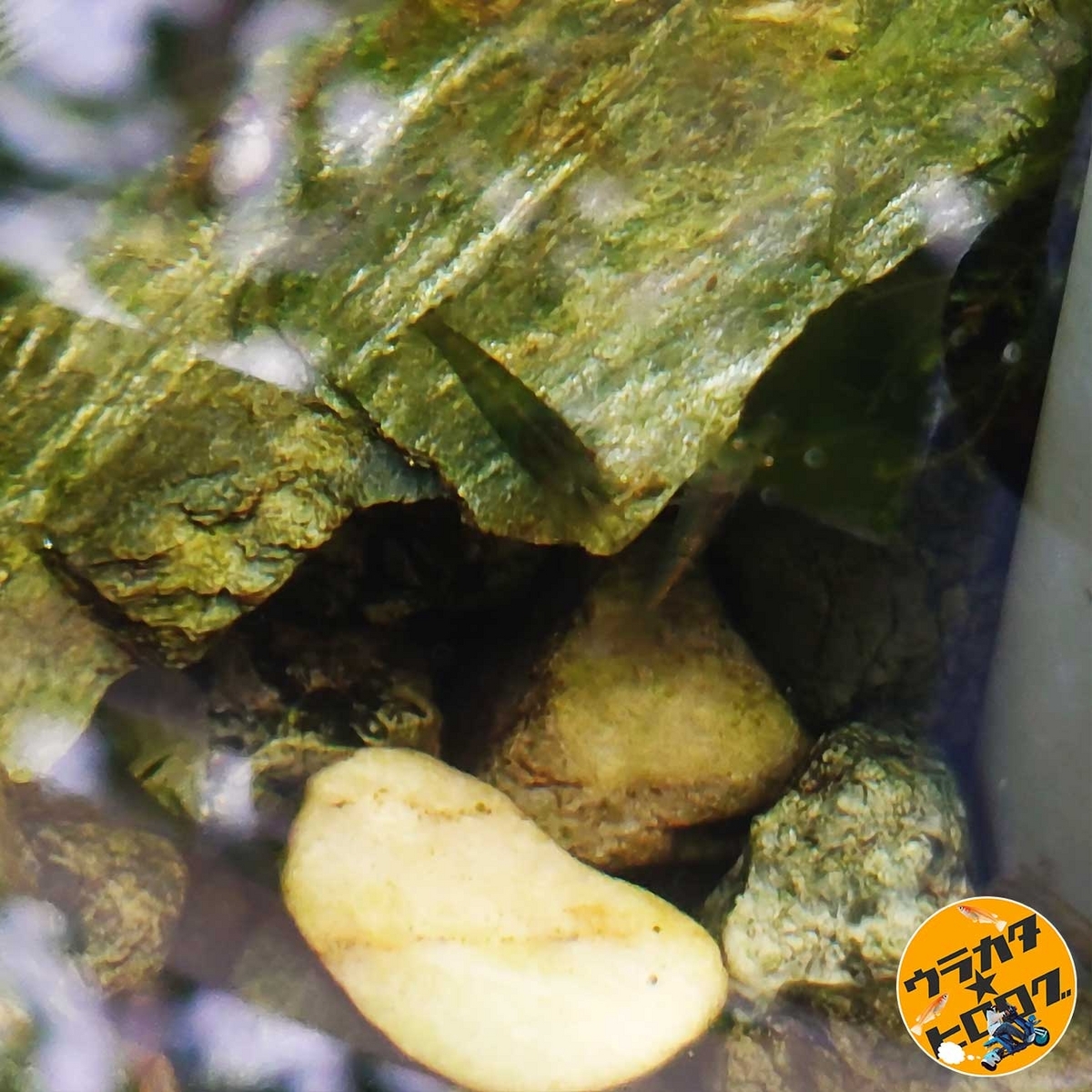 筆者(urakatahero)の所有するプラ舟ビオトープには、水草やメダカだけではなく沢山のミナミヌマエビや昆虫やカエルが共存しています