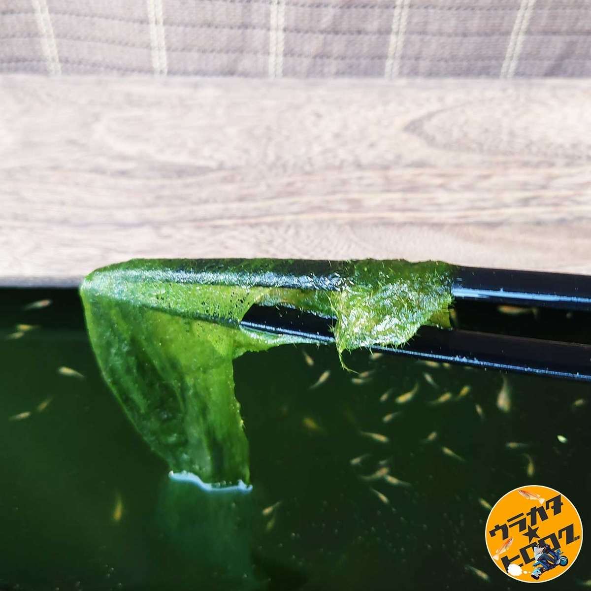 アオサのような食感のしそうな繊維質の藻も除去の対象なので、トングを使って除去をする筆者の写真