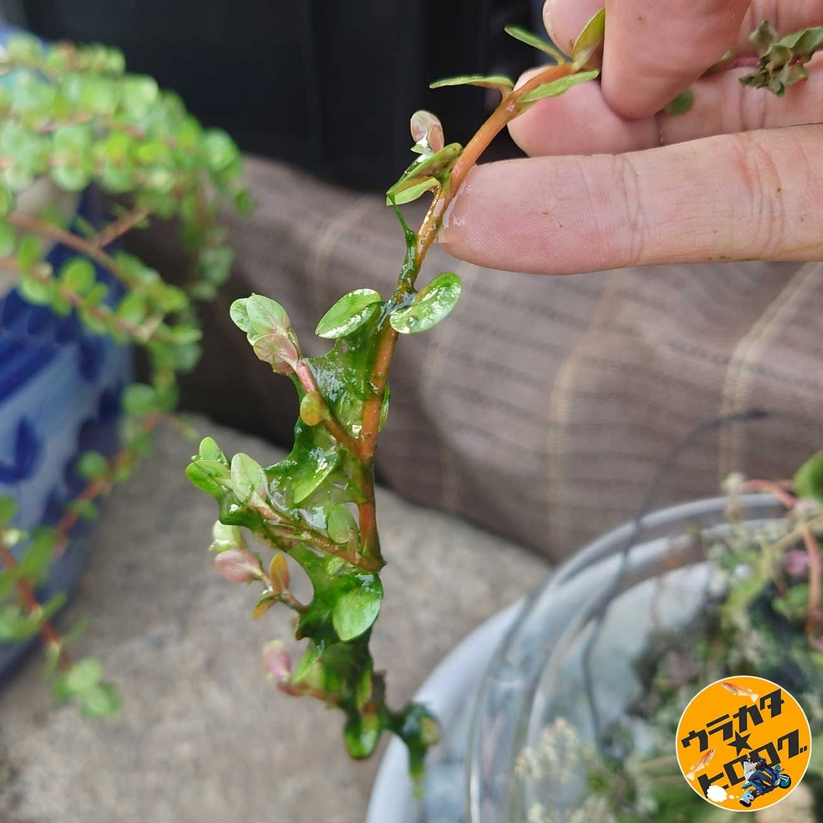 糸状の藻が絡みついた水草を除去している筆者の写真