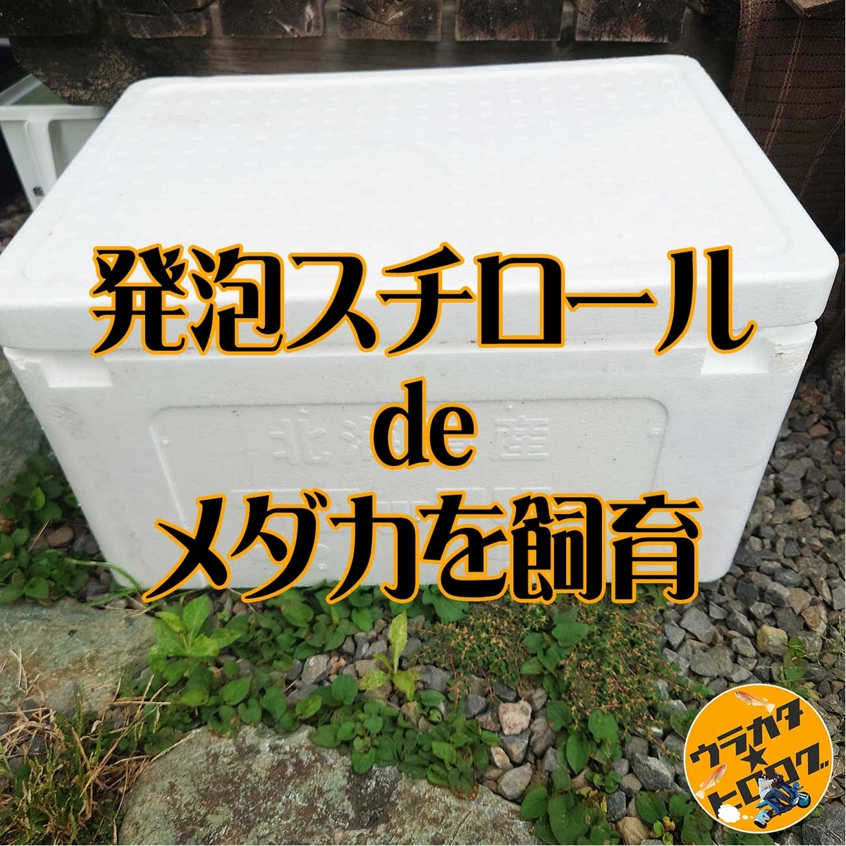 発泡スチロールを飼育容器にするけど、川砂利と赤玉土を底床にして透明 ...