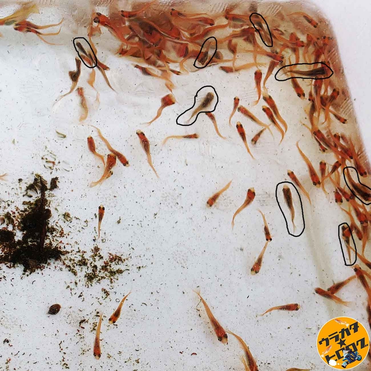 赤い楊貴妃の群れの中にクロメダカが混ざっている様子(筆者撮影)