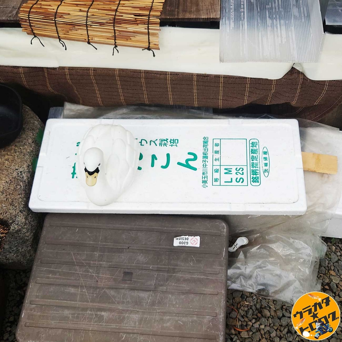 長方形の発泡スチロールでメダカの針子を飼育しています(筆者撮影)