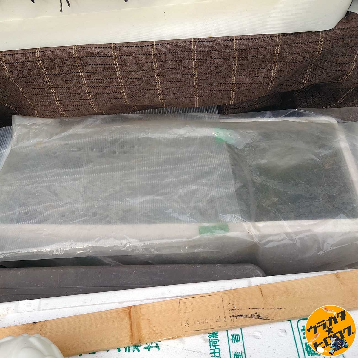 冬季の屋外飼育でメダカの稚魚を育成中(筆者撮影)