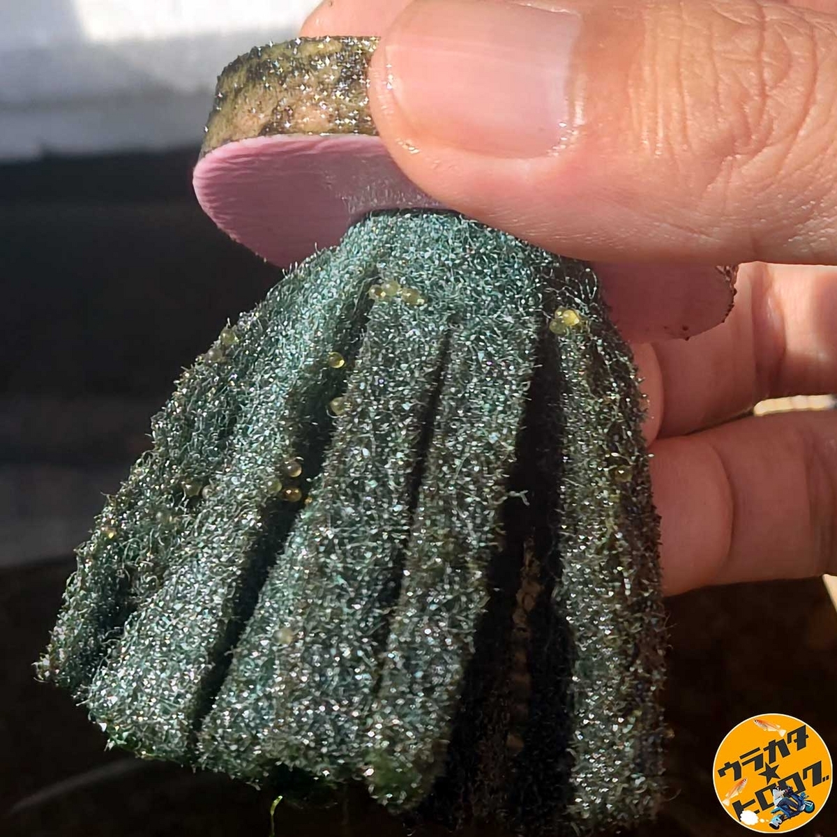 セリアのクラゲ型メダカの産卵床にメダカの卵がついている様子(筆者撮影)