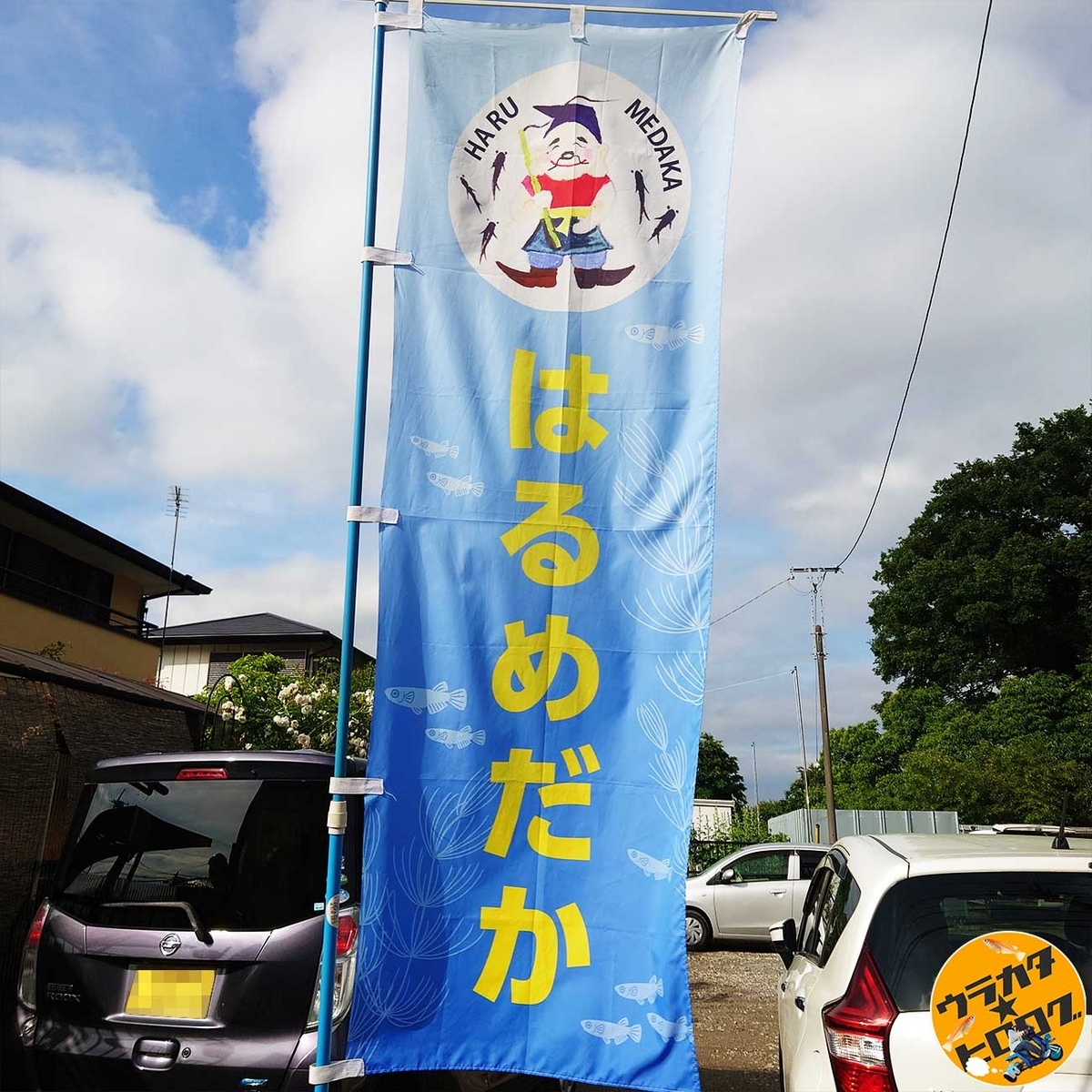 野田市のはるメダカさんの店の前にある旗(筆者撮影)