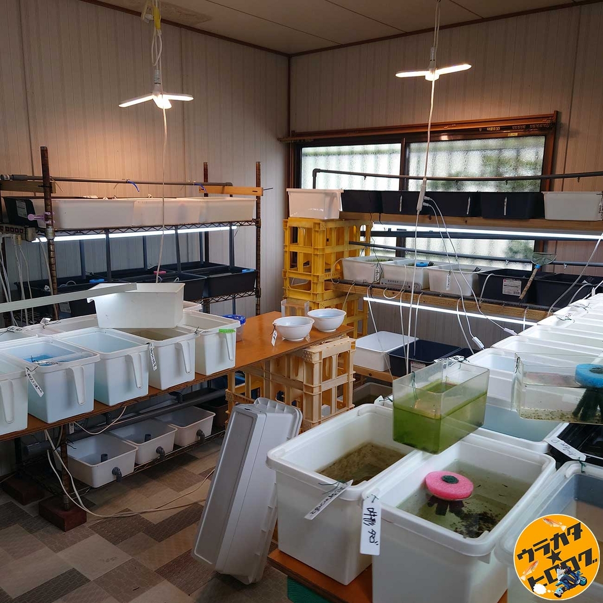 はるめだかさんの孵化専用小屋は27℃くらいで暖かい(筆者撮影)