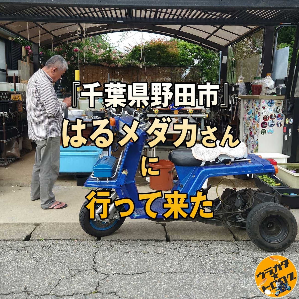 野田市のはるメダカさんへ伺わせて頂きました！タイトル画像(筆者撮影)