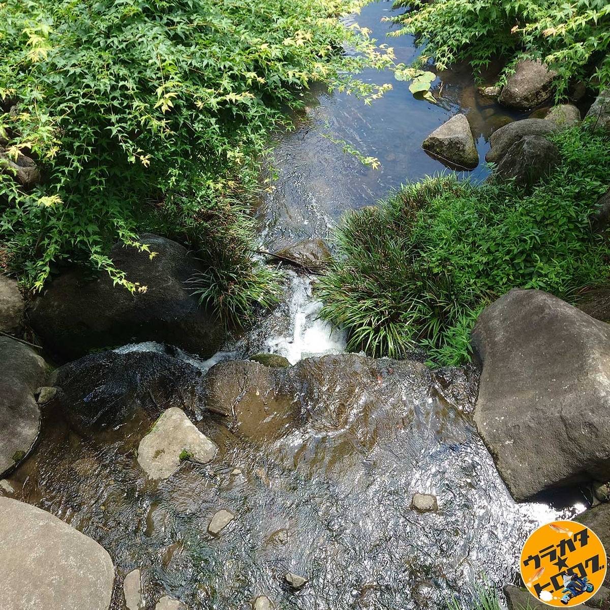 茨城県坂東市の八坂公園内の朱色の橋から見下ろした小さな滝(筆者撮影)
