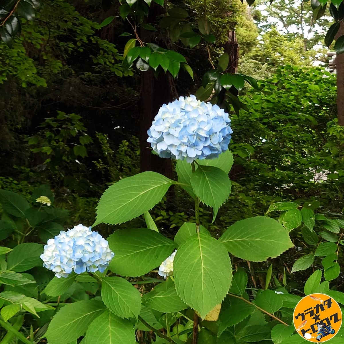 八坂公園の山道に咲いていた水色の紫陽花(筆者撮影)