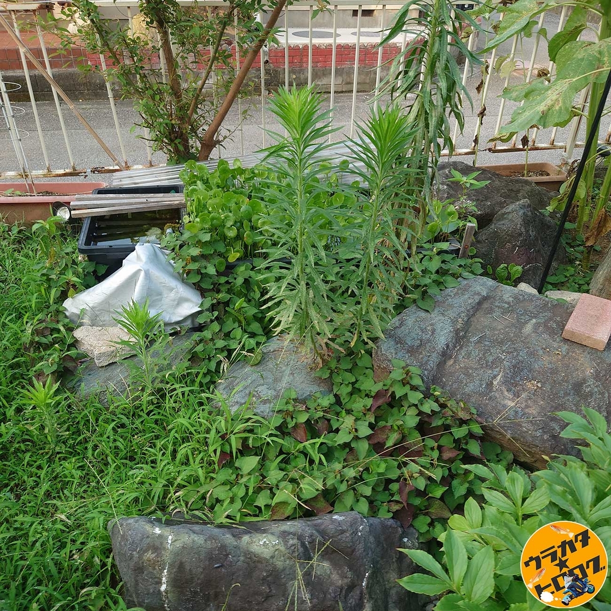 生茂る雑草とビオトープすぎるビオトープ(筆者撮影)