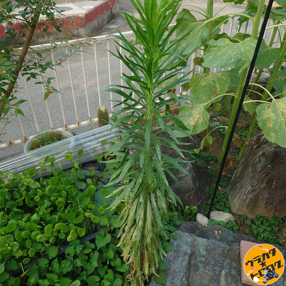 雑草（オオアレチノギク）が生えていた(筆者撮影)