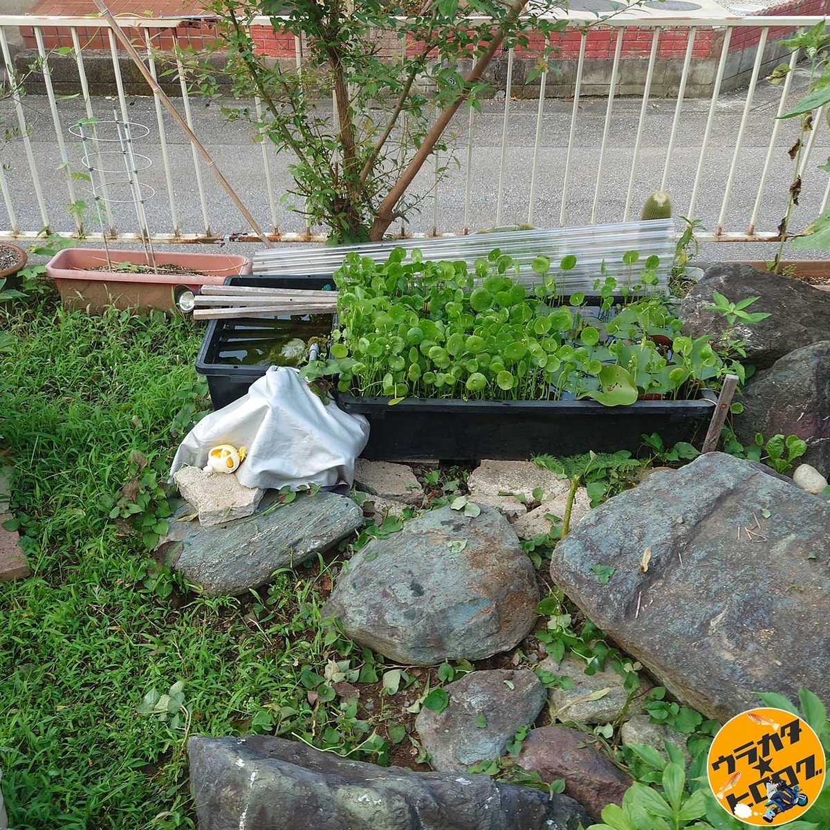 草むしりを続け、多少見栄えが良くなってきた池の周り(筆者撮影)