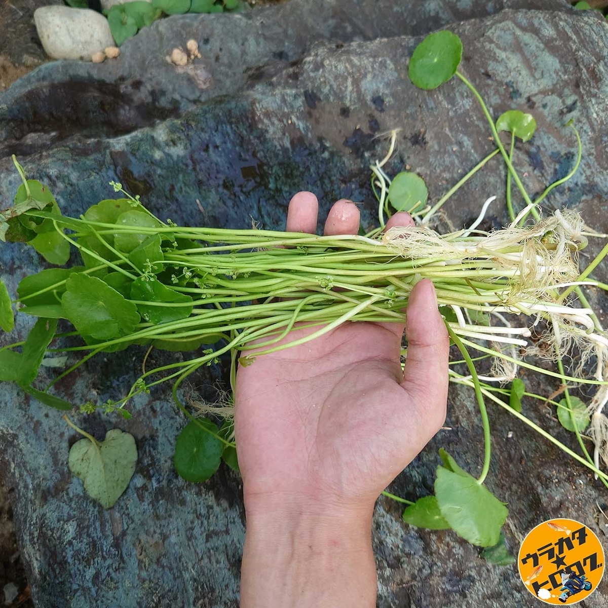 茎系の野菜にも見える育ち過ぎたウォーターコイン(筆者撮影)
