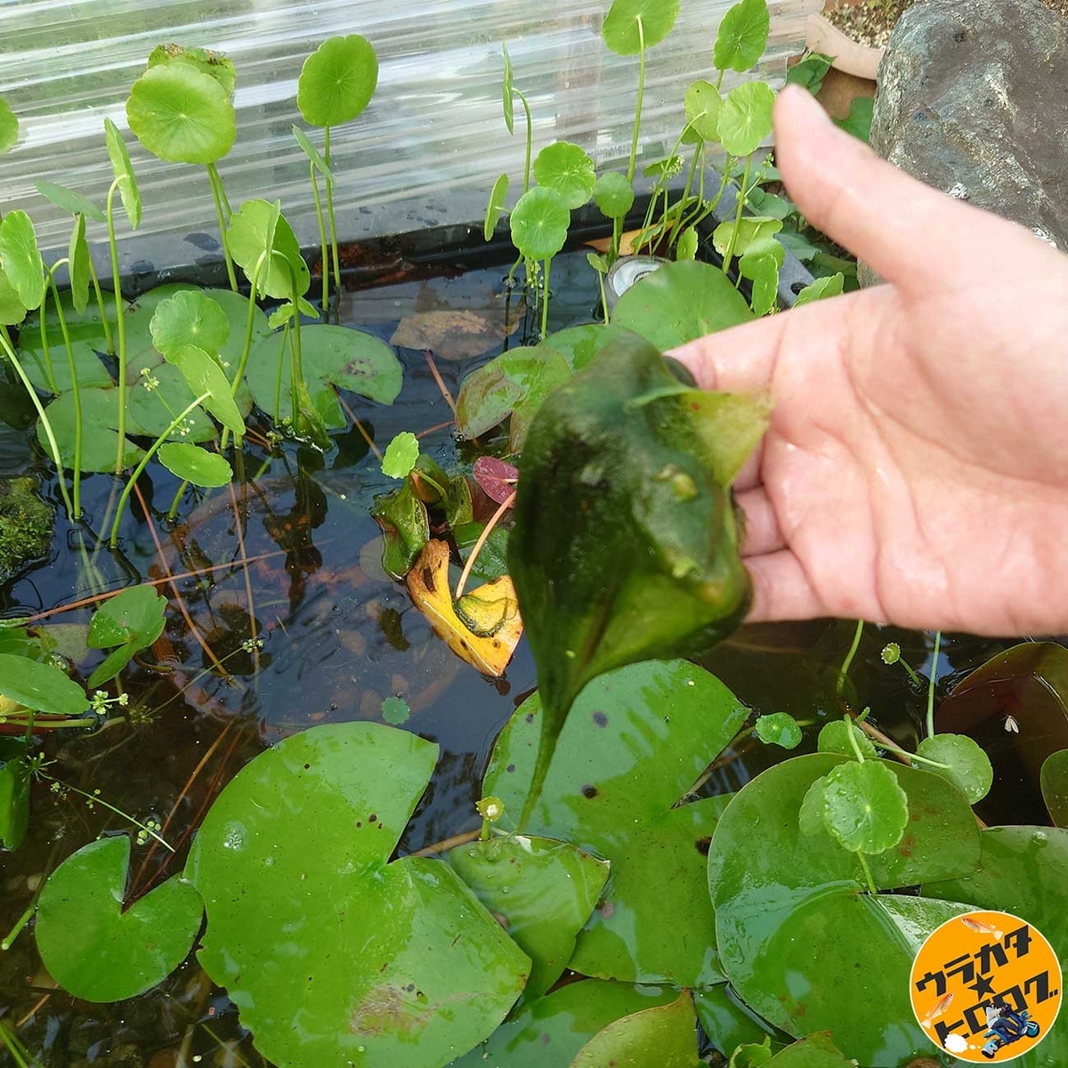 アオミドロを手づかみして駆除している筆者(筆者撮影)