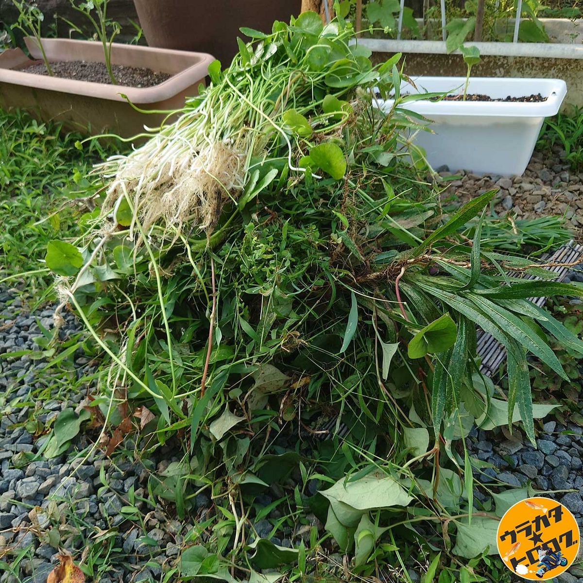 雑草をたくさん抜いて山盛りになった状態(筆者撮影)