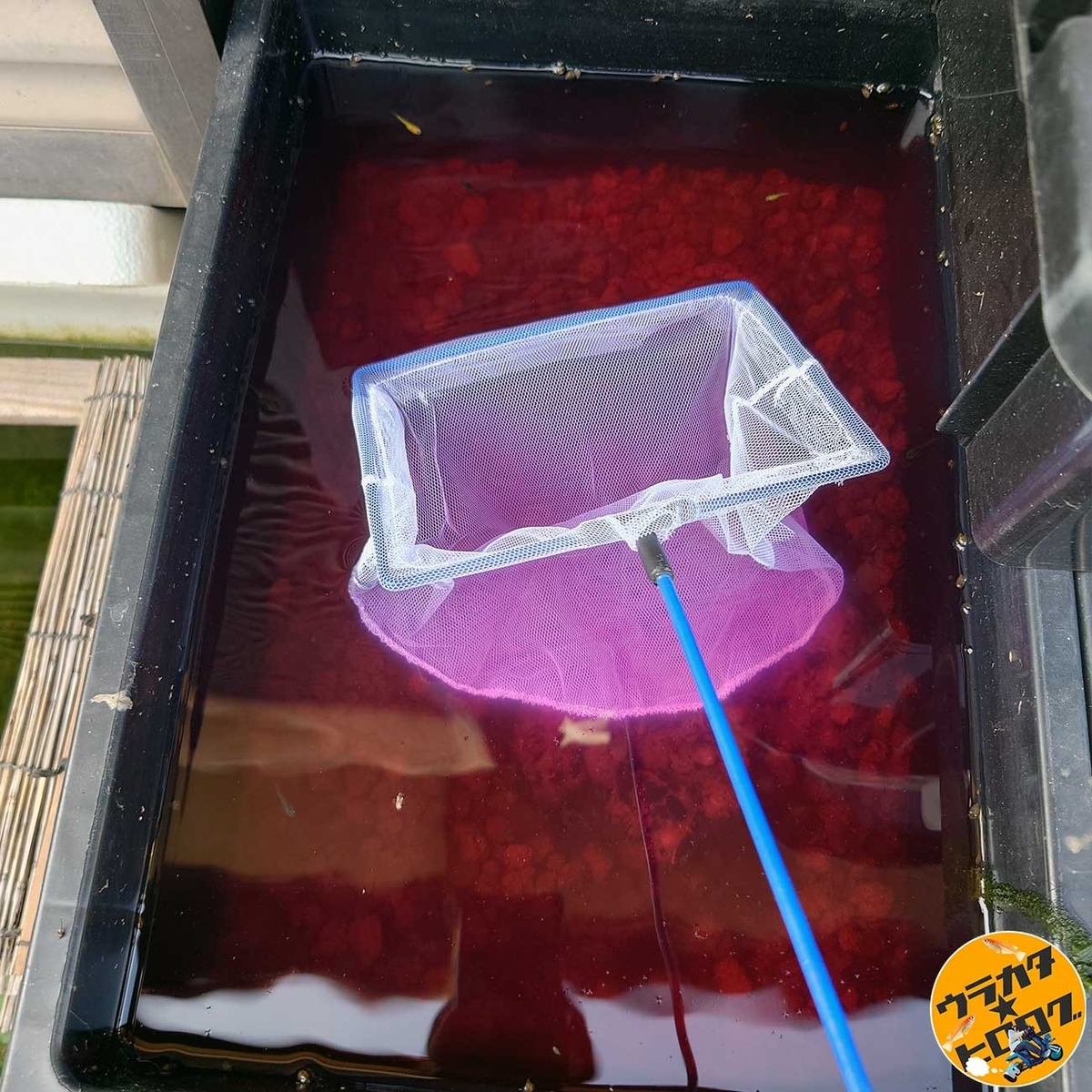 ピンク色のクーラント液のような色をしたメダカの飼育水に網をつっこんでメダカを救出している様子(筆者撮影)