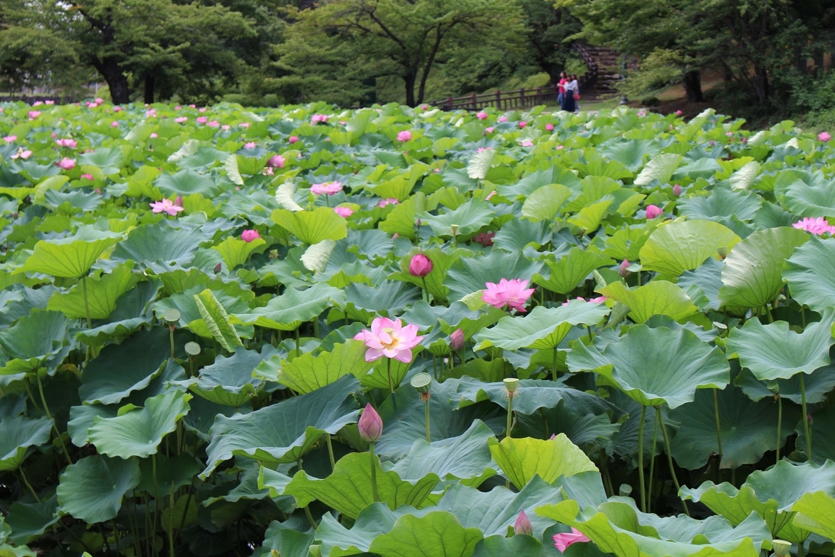 f:id:urakawathumiki:20200913221448j:plain
