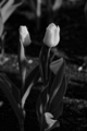 f:id:uralic:20120111011530j:image:medium