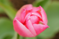 f:id:uralic:20120120234122j:image:medium